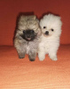Additional photos: Pomeranian Spitz puppies