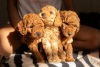 Photo №1. poodle (toy) - for sale in the city of Belgrade | negotiated | Announcement № 111086