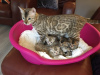 Photo №3. Lovey Bengal kittens for Adoption. United States