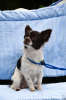 Photo №2 to announcement № 13735 for the sale of chihuahua - buy in Russian Federation private announcement