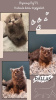 Photo №4. I will sell british shorthair in the city of Warsaw. private announcement, breeder - price - 520$