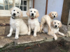 Photo №1. golden retriever - for sale in the city of Aarhus | negotiated | Announcement № 10193