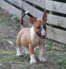 Additional photos: Standard bull terrier puppies