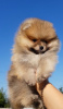Photo №2 to announcement № 7491 for the sale of pomeranian - buy in Poland private announcement