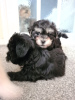 Photo №3. Maltese puppy. United States