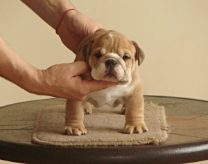 Photo №2 to announcement № 1358 for the sale of english bulldog - buy in Lithuania breeder