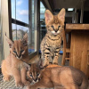 Photo №2 to announcement № 20367 for the sale of savannah cat - buy in Australia private announcement, breeder