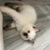 Photo №2 to announcement № 55581 for the sale of ragdoll - buy in United States 