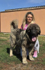 Additional photos: Caucasian Shepherd Dog puppies of the highest quality