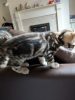 Photo №3. Purebred Bengal kittens for sale. Germany