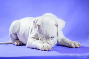 Photo №2 to announcement № 4363 for the sale of dogo argentino - buy in Russian Federation from nursery