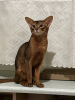 Additional photos: Abyssinian kittens