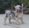 Photo №1. french bulldog - for sale in the city of Stari Banovci | negotiated | Announcement № 111120