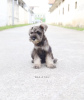 Photo №4. I will sell schnauzer in the city of Берлинген. private announcement, from nursery, from the shelter - price - 528$