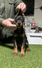 Photo №3. Doberman puppies. Serbia