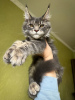 Photo №1. maine coon - for sale in the city of Würzburg | 400$ | Announcement № 97753