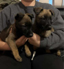 Photo №4. I will sell belgian shepherd in the city of Gisborne. private announcement, from nursery, from the shelter, breeder - price - negotiated