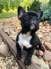 Photo №3. Registered French Bulldog puppies **ready**. Germany