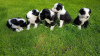 Photo №2 to announcement № 18202 for the sale of border collie - buy in United Kingdom private announcement