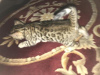 Photo №4. I will sell bengal cat in the city of New York. breeder - price - 200$