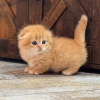 Photo №1. munchkin - for sale in the city of Belgrade | 250$ | Announcement № 120929