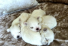 Photo №2 to announcement № 108059 for the sale of maltese dog - buy in Germany 