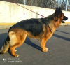 Additional photos: long haired german shepherds with FCI pedigree