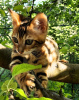 Photo №1. bengal cat - for sale in the city of Знаменка | 1094$ | Announcement № 10503