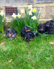 Photo №2 to announcement № 18624 for the sale of dachshund - buy in New Zealand private announcement