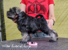 Photo №2 to announcement № 23547 for the sale of schnauzer - buy in Poland breeder