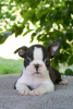 Photo №4. I will sell boston terrier in the city of Belgrade. breeder - price - negotiated