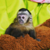 Photo №3. Capuchin and marmosets. United Kingdom