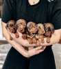 Photo №4. We got these cute Dachshund Puppies for you in United States. Announcement № 92860