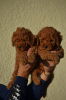 Additional photos: Mini Poodle, red and apricot colors