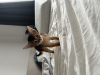 Photo №2 to announcement № 25001 for the sale of abyssinian cat - buy in Poland from nursery