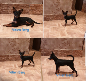 Photo №3. In the kennel & quot; Vitien & quot; were born miniature dogs of the. Estonia