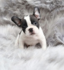 Photo №4. I will sell french bulldog in the city of Woltersdorf. private announcement, from nursery, from the shelter - price - Is free