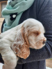 Additional photos: English Cocker Spaniel puppies