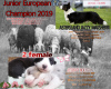 Photo №1. welsh corgi - for sale in the city of Москва | negotiated | Announcement № 20215