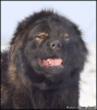 Photo №4. I will sell caucasian shepherd dog in the city of Belgrade. breeder - price - negotiated