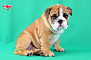 Photo №2 to announcement № 3514 for the sale of english bulldog - buy in Ukraine from nursery
