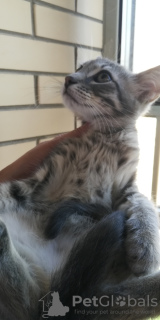 Additional photos: Silver kitten as a gift