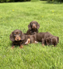 Photo №1. dachshund - for sale in the city of Франкфурт-на-Майне | 317$ | Announcement № 103511