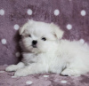 Photo №1. maltese dog - for sale in the city of Sofia | negotiated | Announcement № 40430