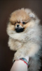 Additional photos: Pomeranian Spitz, puppies.