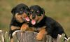 Photo №2 to announcement № 70360 for the sale of rottweiler - buy in Sweden breeder