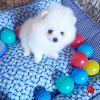 Photo №4. I will sell pomeranian in the city of Rostock. private announcement - price - 350$