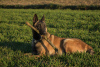 Additional photos: Belgian Shepherd Malinois puppies
