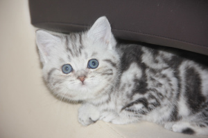 Photo №1. british shorthair - for sale in the city of St. Petersburg | negotiated | Announcement № 2813