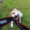 Additional photos: English pointer puppies.